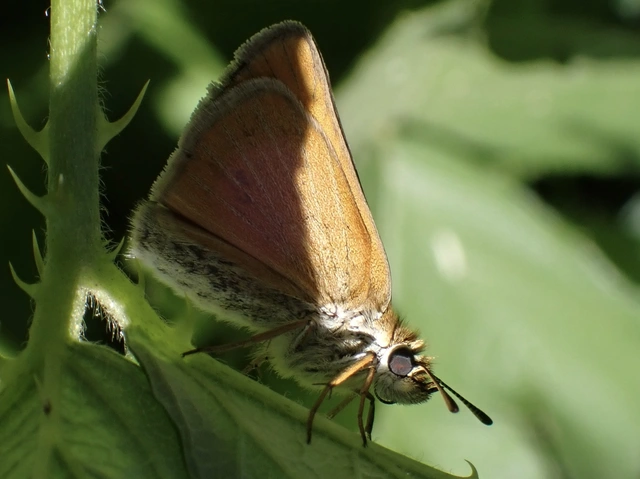 Thymelicus lineola - vonalas busalepke