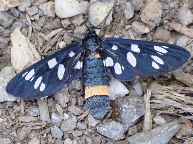 Amata phegea - fehérpettyes álcsüngőlepke