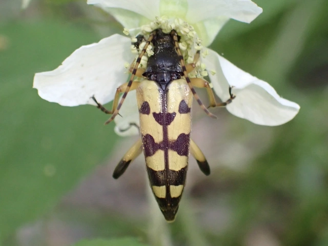 Rutpela maculata - tarkacsápú karcsúcincér
