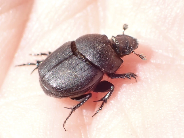 Onthophagus verticicornis - fekete trágyatúró