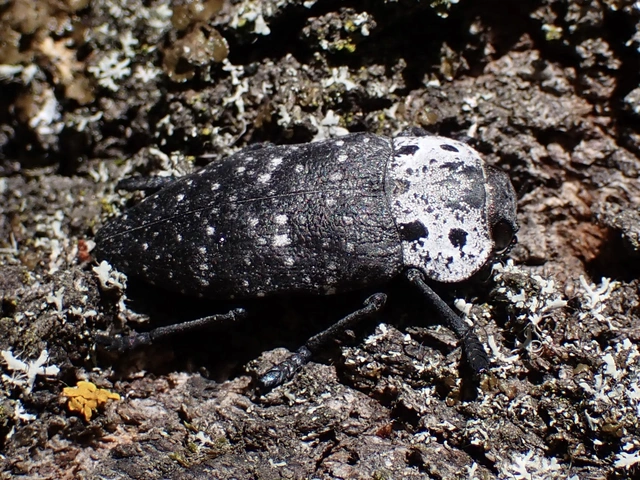Capnodis tenebrionis - kökény-tükrösdíszbogár