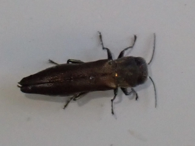 Agrilus graminis - fűrészescsápú karcsúdíszbogár