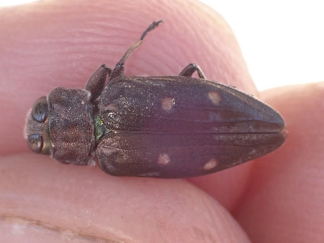 Chrysobothris affinis - aranypettyes díszbogár