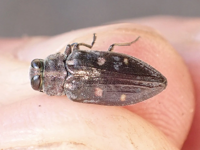 Chrysobothris affinis - aranypettyes díszbogár