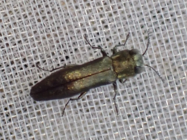 Agrilus olivicolor - olajzöld karcsúdíszbogár