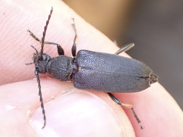 Stictoleptura scutellata - hegyi virágcincér