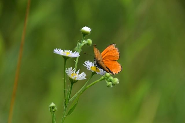 Lycaena virgaureae - arany-tűzlepke