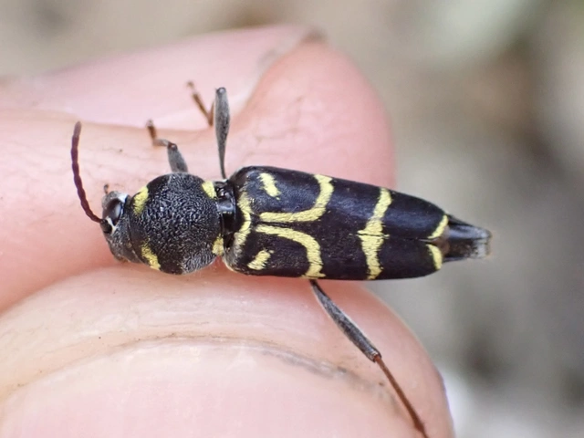 Xylotrechus antilope - fürge darázscincér