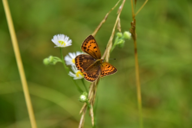 Lycaena virgaureae - arany-tűzlepke