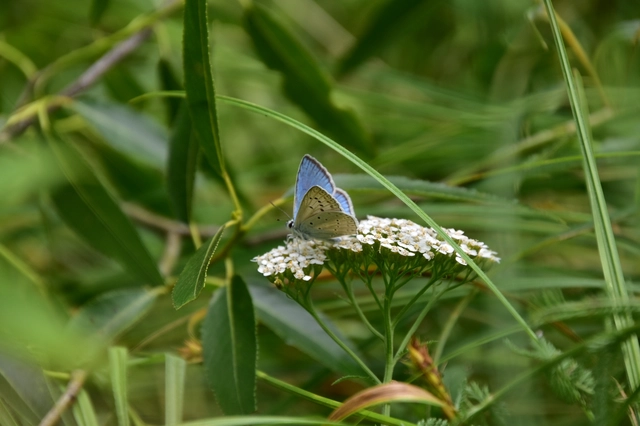 Polyommatus daphnis - csipkés boglárka