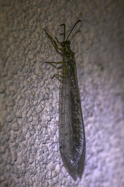 Distoleon tetragrammicus - négyfoltos hangyaleső