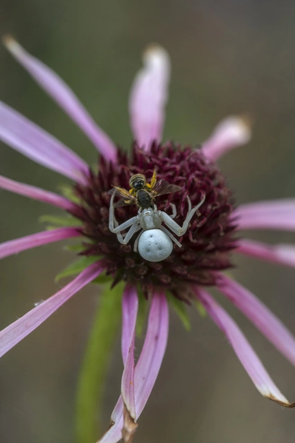 Misumena vatia - viráglakó karolópók