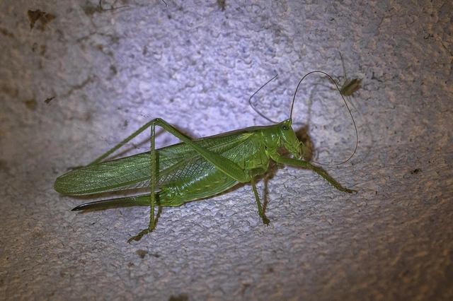 Tettigonia viridissima - zöld lombszöcske
