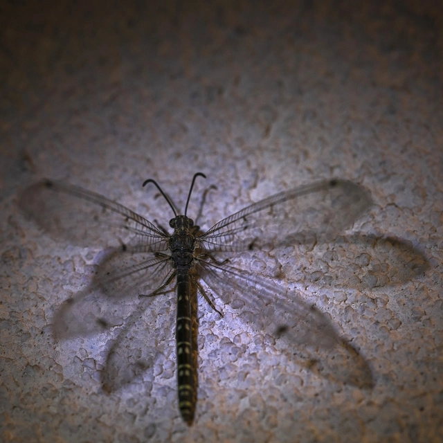 Distoleon tetragrammicus - négyfoltos hangyaleső