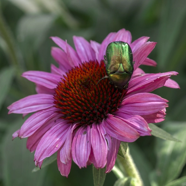 Cetonia aurata - aranyos virágbogár