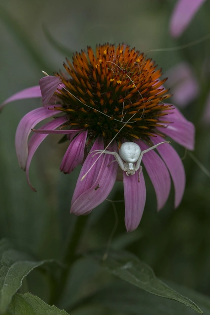 Misumena vatia - viráglakó karolópók