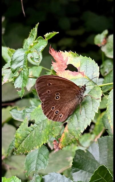Aphantopus hyperanthus - közönséges ökörszemlepke