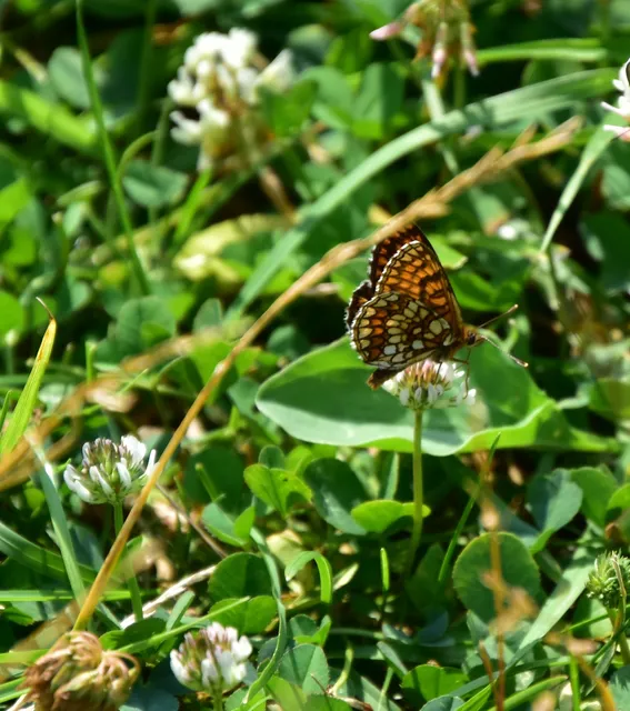 Melitaea britomartis - barnás tarkalepke