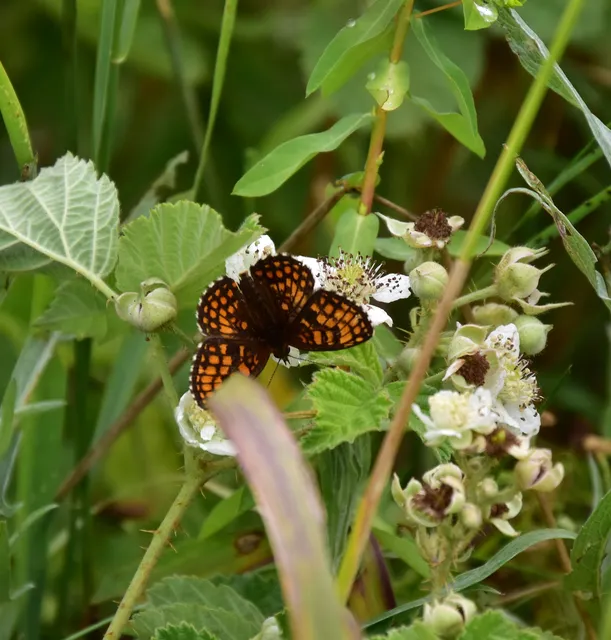 Melitaea athalia - közönséges tarkalepke