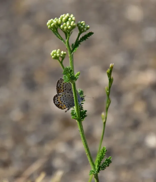Plebejus argyrognomon - tintakék boglárka