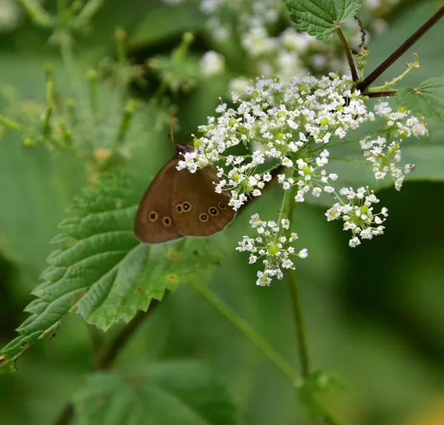 Aphantopus hyperanthus - közönséges ökörszemlepke