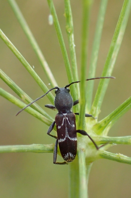 Chlorophorus sartor - feketevállú darázscincér
