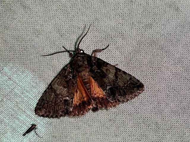 Polyphaenis sericata - selyemfényű erdeibagoly