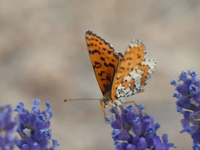 Melitaea didyma - tüzes tarkalepke