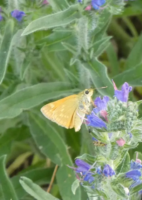 Ochlodes sylvanus - erdei busalepke