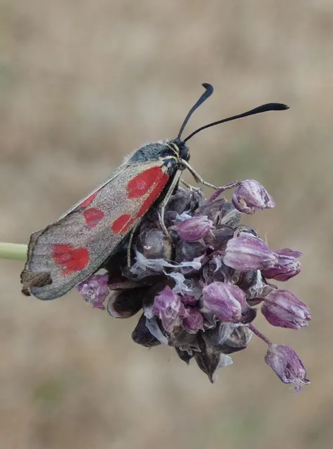 Zygaena loti - közönséges csüngőlepke