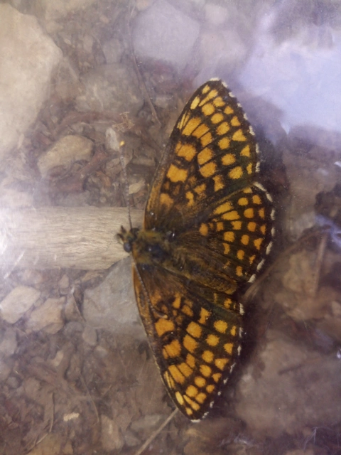 Melitaea aurelia - recés tarkalepke