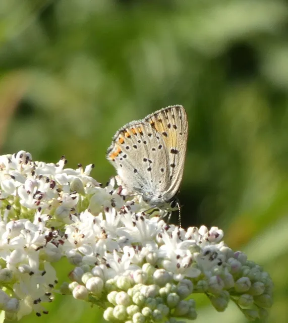 Lycaena alciphron - ibolyás tűzlepke