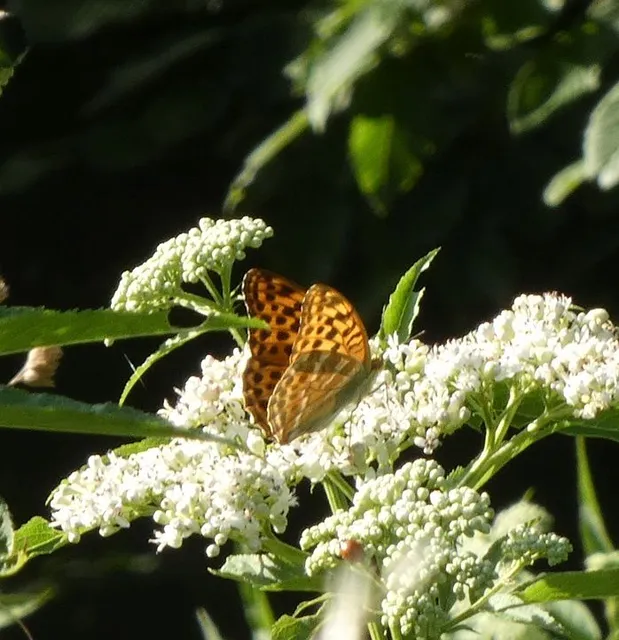 Argynnis paphia - nagy gyöngyházlepke