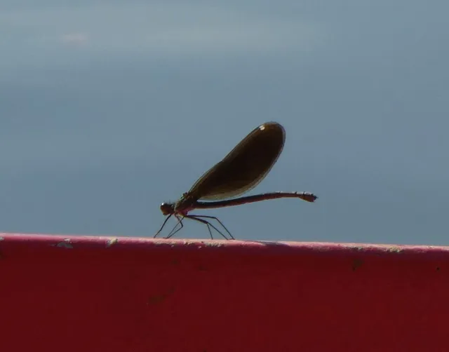 Calopteryx virgo - kisasszony-szitakötő