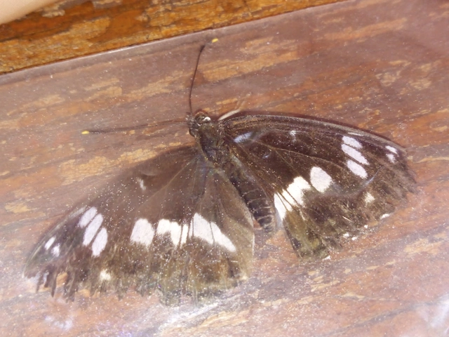 Limenitis camilla - kis lonclepke