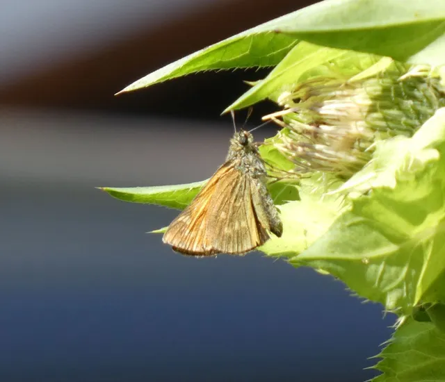 Ochlodes sylvanus - erdei busalepke