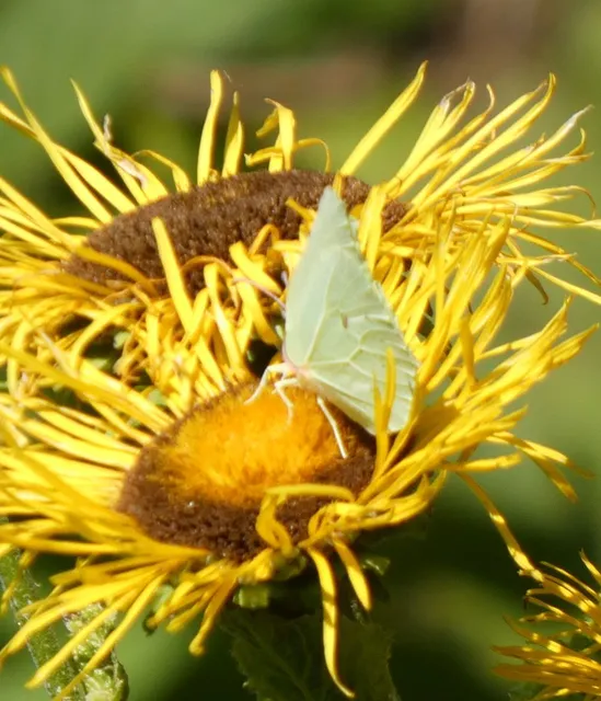 Gonepteryx rhamni - citromlepke