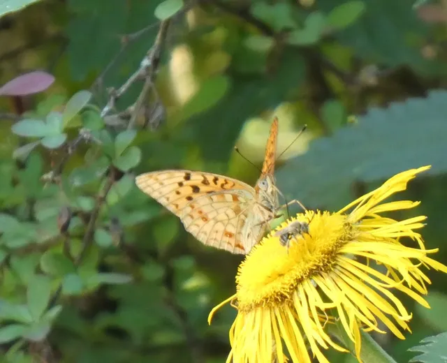 Argynnis adippe - ezüstös gyöngyházlepke