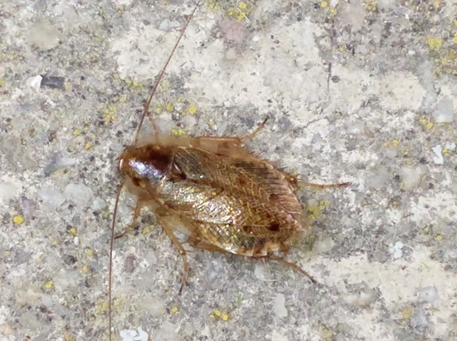 Blattodea - Csótányok