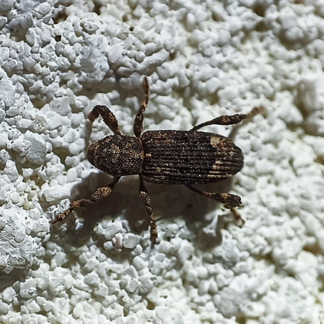 Camptorhinus simplex - sima holttettetős-ormányos