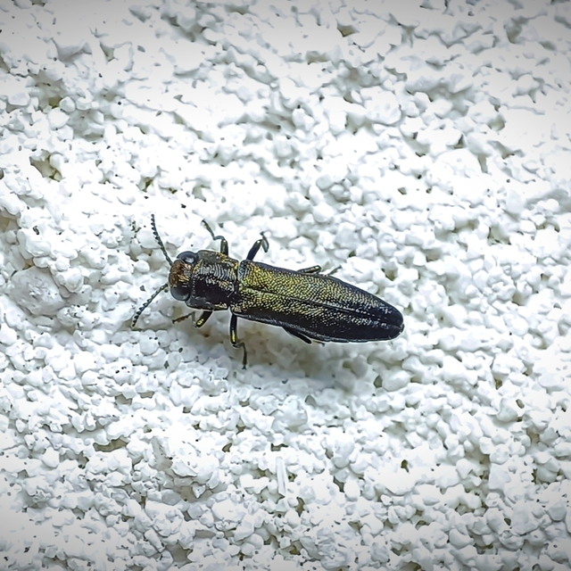 Agrilus angustulus - közönséges karcsúdíszbogár