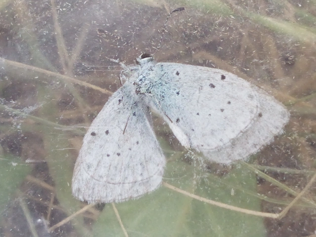 Celastrina argiolus - bengeboglárka