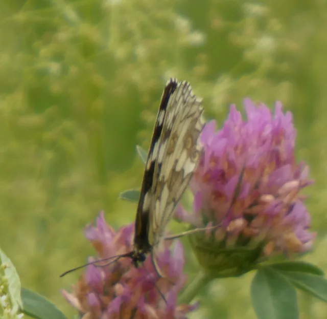 Melanargia galathea - sakktáblalepke