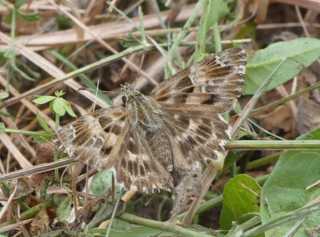Carcharodus alceae - mályva-busalepke