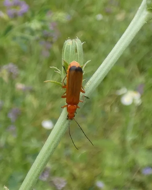 Rhagonycha fulva - feketevégű lágybogár