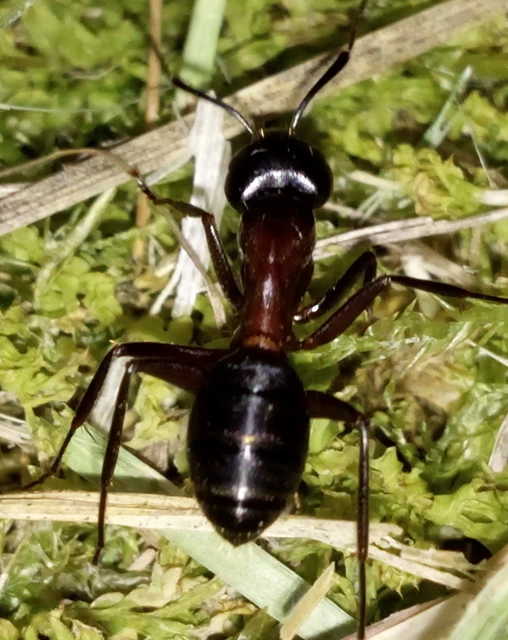 Camponotus ligniperda - faodvasító lóhangya