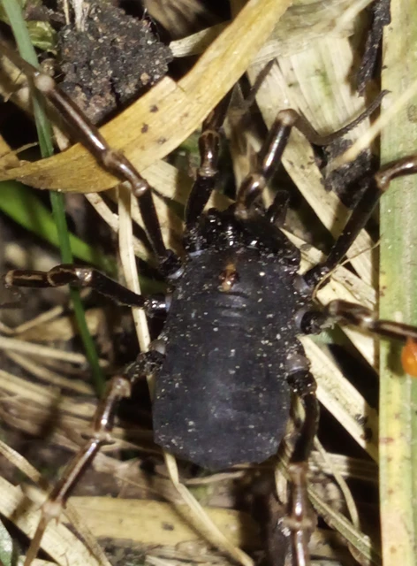 Opiliones - Kaszáspókok