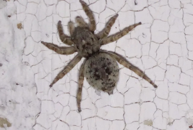 Salticidae - ugrópókok