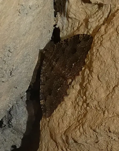 Triphosa dubitata - kutyabenge-araszoló