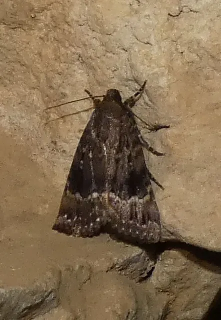 Amphipyra pyramidea - fahéjszínű bagoly